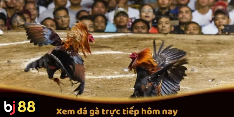 Xem đá gà trực tiếp hôm nay tại BJ88 có gì đáng chú ý 2 Xem Đá Gà Trực Tiếp Hôm Nay Trên BJ88: Các Trận Đấu Hot